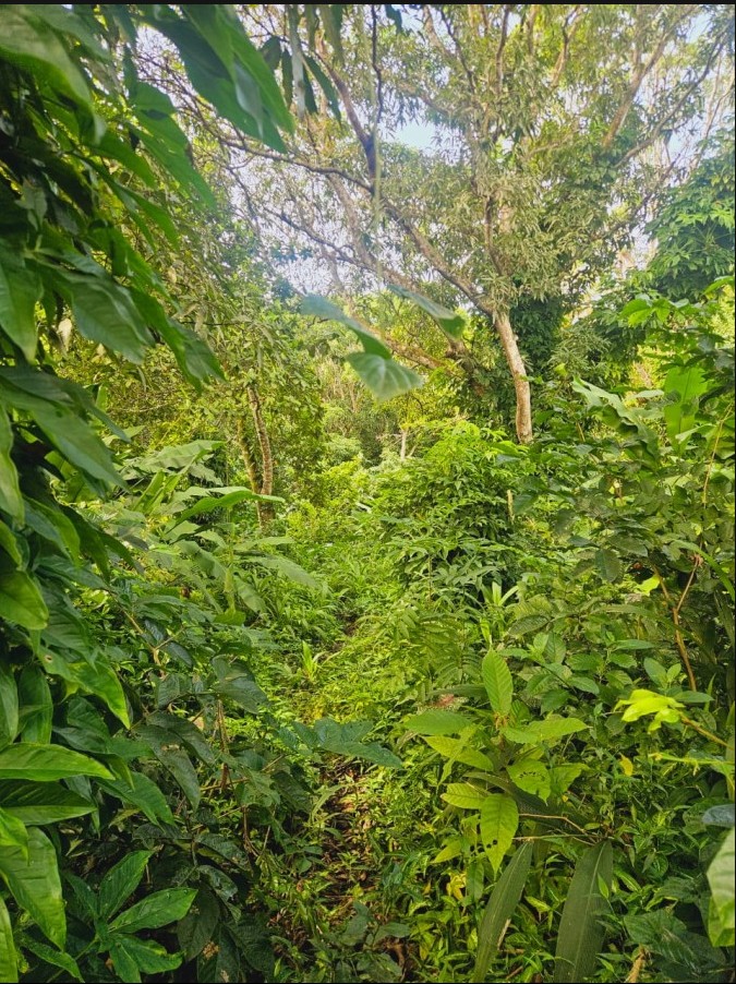 Terreno exclusivo com 2.600 m² no coração de Trancoso, próximo ao Quadrado e às praias à Porto Seguro/BA